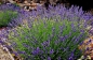 Preview: AVON Senses Set "Entspannender Lavendel"